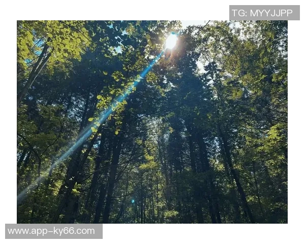 早晨的第一缕阳光照亮未来希望黑暗即将消散迎接崭新篇章 早晨的第一缕阳光照亮未来希望黑暗即将消散迎接崭新篇章